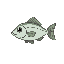 a small minnow fish, no background