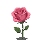 rose stem