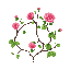 the thorny vines that roses grow