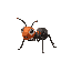 ant
