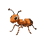ant