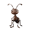 ant