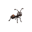 ant