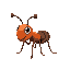 ant