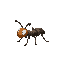 ant