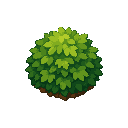 bush