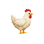 profil side view right. chicken. no outline 