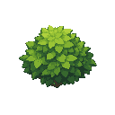 bush