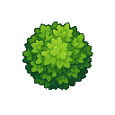 bush