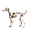 skeleton dog. side view . no outline