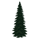 long natural fir tree. dark . no outline. flat color 