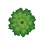 tree  . no outline no shading
