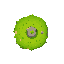 grass