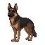 adult german shepherd dog with a darker coat