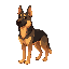 adult german shepherd dog