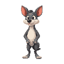 cachorro 