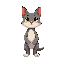 gato