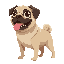 pug dog standing, with a side or profile angle, with its tongue out.