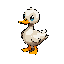 mallard duck
