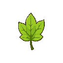 a leaf 