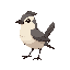 sparrow