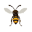 a wasp facing away from the camera