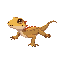 a lizard