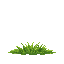 grass facing away from the camera