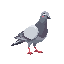a pigeon