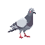 a pigeon