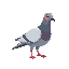 pigeon