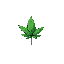 weed bud