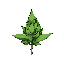 weed bud with outline