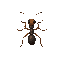  top-down ant for a simulation game and her movement 