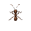  top-down ant 