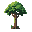 tall rainforest tree
