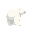 polar bear facing right