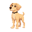side view puppy labrador