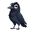 a crow named corvi. small black crow 