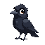 small black crow