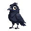 small black crow called corvi