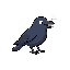 a simple crow breathing and moving its head.