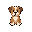 cachorro