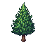 pine tree