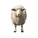 sheep realistic