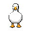 white duck