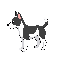 black and white cute dog side view 