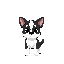black and white cute dog