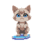 generate an image of cute, small ragdoll cat with light blue eyes and on a flip flop
