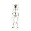 skeleton character rotated 45 degrees towards the screen
